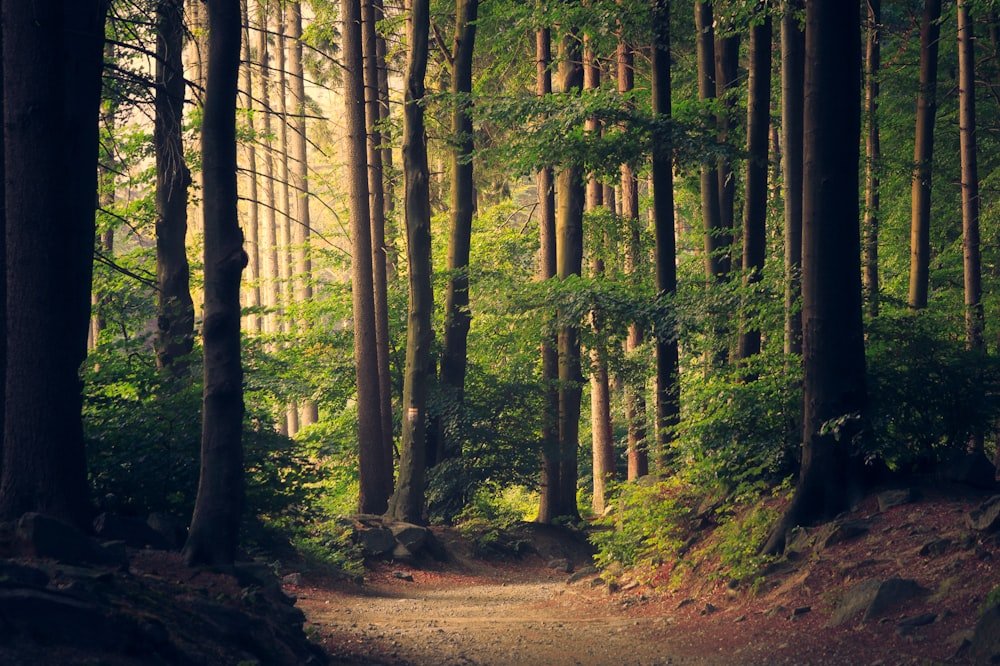 Gestapeltes Brennholz vor dem Wald